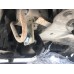 Кенгурятник WT003 (нерж.) для Nissan Primastar 2002-2014 гг